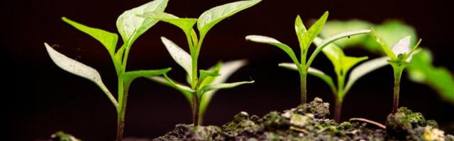 Crypto for Advisors: Crypto Yield Products