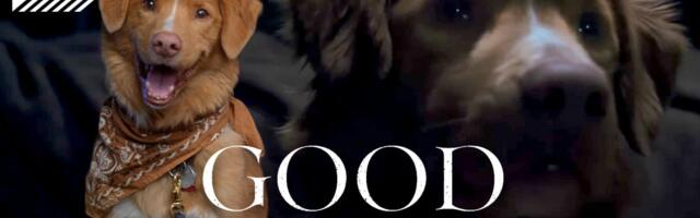 How to make a hit horror movie starring your dog