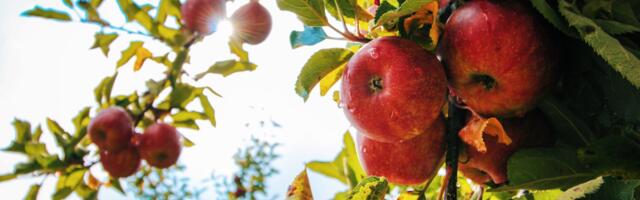 Host In Ireland’s Orchards in the Community boosted by 2,500 trees from Schneider Electric