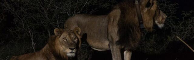 Lion brothers in search of mates just set a record for longest known swim