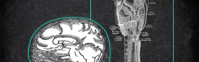 The Vagus Nerve’s Crucial Role in Creating the Human Sense of Mind