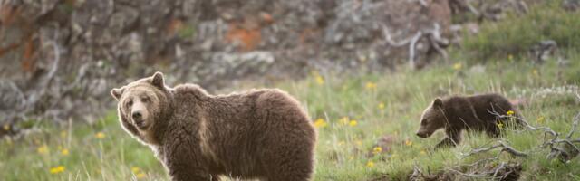 Cancel the grizzly bear