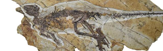 This Dinosaur Probably Chirped Like a Bird