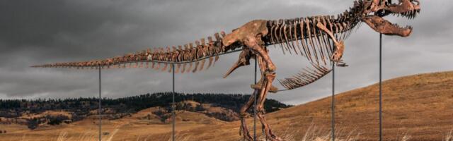 Sotheby's big T. rex auction raises concerns hype and wealth are upending science