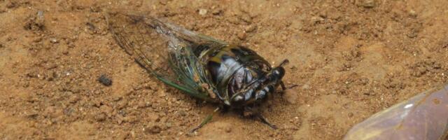 The Next Wave of 17-Year Cicadas Is About to Party, Scream, and Die