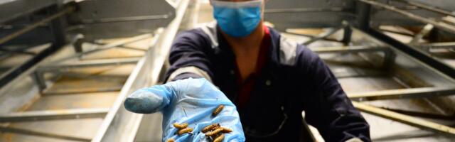 Bugs were supposed to be the future of food. Now, the insect farming industry is collapsing. 