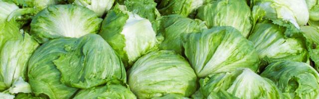 Taylor Farms pulls iceberg lettuce from the US market after cyclosporiasis outbreak