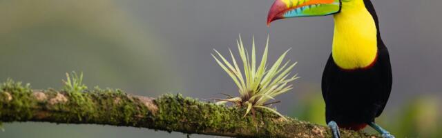 Costa Rica Makes First Foray Into Crypto with New Bitcoin ETF