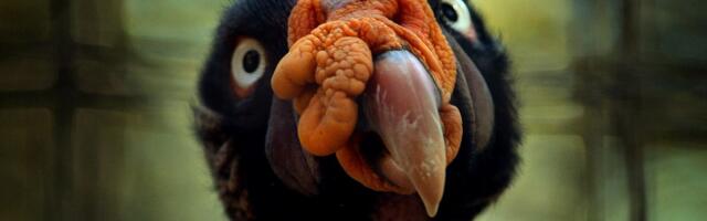 What is life? Scientists still can’t agree.