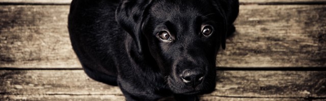 Pixel Buds Can Now Help Your Baby or Dog to Interrupt Your Listening