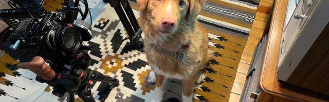 Good Boys star dog Indy pleads for the Academy Awards to hear him out