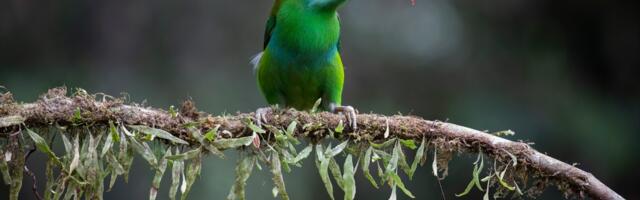 Why thousands of people are traveling to one country to see these birds