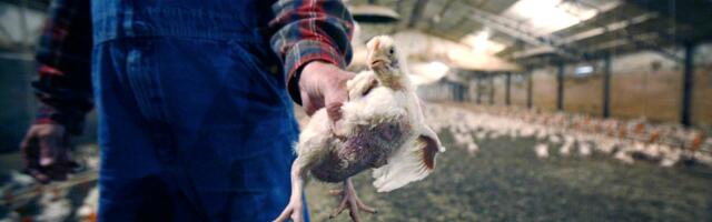 How a shipping error more than a century ago launched the $30 billion chicken industry