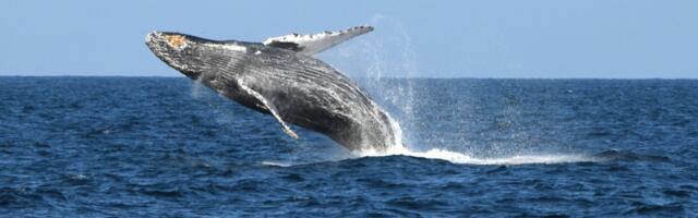 This Humpback Whale Just Smashed a Migration Record With an Astonishing 8,000-Mile Journey