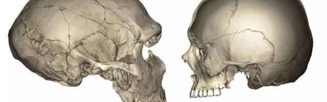 Neanderthal Faces Were Bigger Than Ours. Turns Out We’re the Weirdos