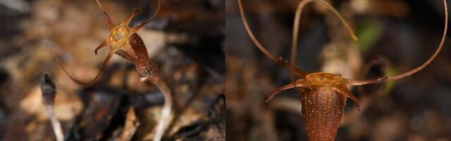 Researchers Discover New Species of Enigmatic ‘Fairy Lantern’ Plants