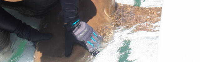 Marine biologist for a day: Ars goes shark tagging