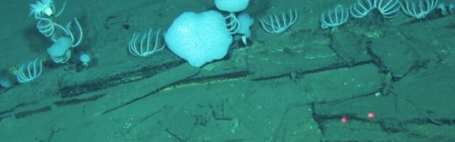 Scientists Have Just Discovered a 5 Million-Year-Old Whale Necropolis in the Deep Sea