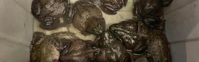 Bullfrog to become California’s amphibious illegal alien