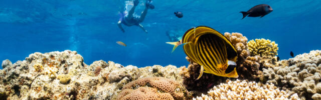 As global warming threatens corals, scientists search for reefs that can take the heat