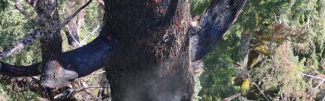 One of the World’s Tallest, Oldest Trees Is Ablaze in Oregon