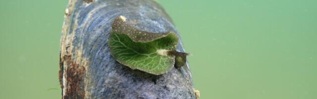 A Snorkeler in Nova Scotia Thought This Was a Leaf, but It Was Something Far Weirder