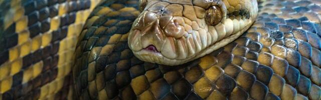 Bitcoin, CoinDesk 20 Roared in the Year of the Dragon. What Is in Store in the Year of the Snake?