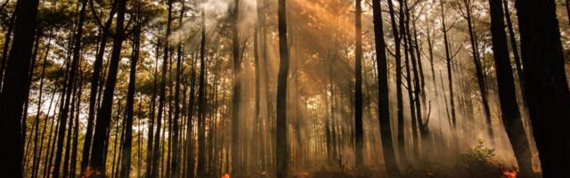 AI sensors in the forest can smell a wildfire before it spreads