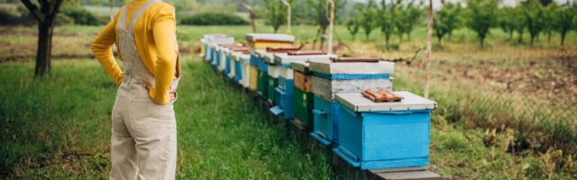 I Asked AI to Help Me Choose a Hobby. Judging Its Suggestions, From Beekeeping to Astronomy