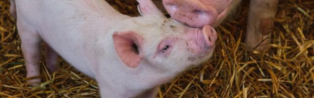 Meet the biotech startup that received funding from both Garage Capital and Maple Leaf Foods