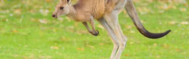 Hazard-identification software can’t make sense of kangaroos