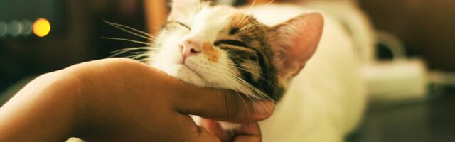 5 signs your pet has chosen you as their favorite person in the household