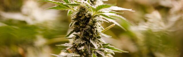 San Jose is trying to make sure its pot shops don’t go up in smoke
