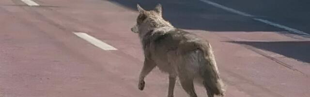 South Korean Man Might Get Prison Time for Posting AI Wolf Picture