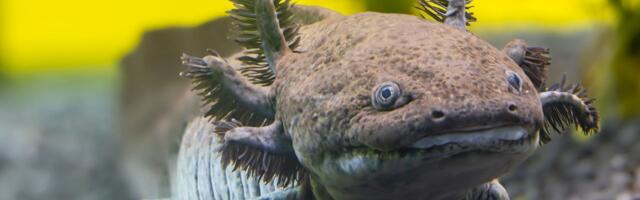 Scientists Have Identified a New Fossil Species of Axolotl in Mexico
