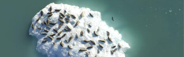 Iceberg Hitchhikers: How Harbor Seals Choose Their Perfect Ride