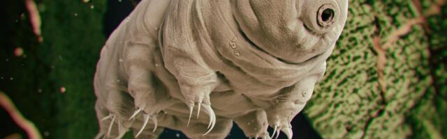 A Protein Borrowed From Tardigrades Could Give Us Radiation Body Armor