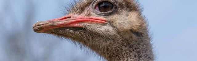 Gunshots Heard at Canadian Ostrich Farm, Signaling Start of Controversial Cull