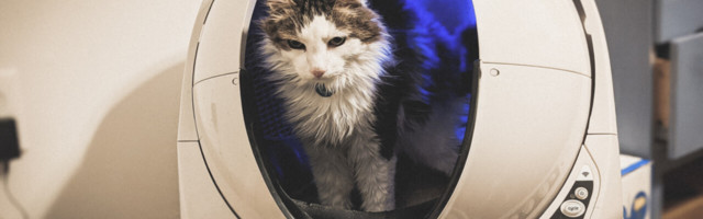Review: The Litter-Robot is worth the $499 to never scoop cat poop again