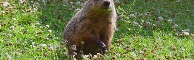 I Asked AI to Predict the Weather. It's About as Reliable as a Groundhog