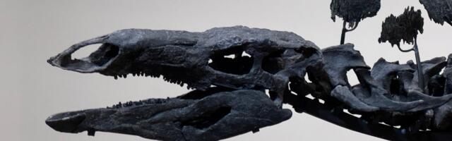 Hedge Fund Billionaire Brings $44.6M Jurassic Giant to American Museum of Natural History