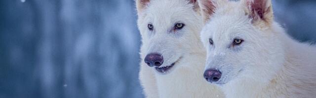 Dire wolves have been brought back from extinction. What does this mean?
