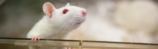 Scientists figure out how the brain forms emotional connections