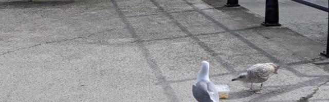 Yes, You Should Yell At Seagulls