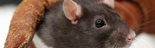 Animal rights advocates are ready for Trump’s war on science