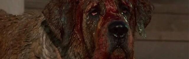 Stephen King’s Cujo Gets an Unexpected Yet Exciting Director