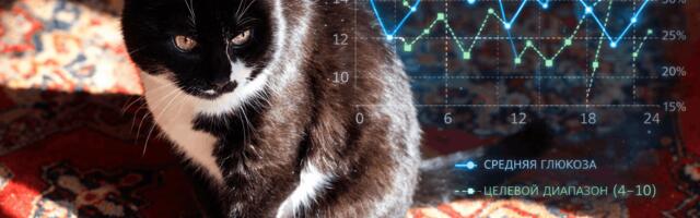 6 800 замеров глюкозы у кошек с диабетом: что я узнал, создав платформу для мониторинга