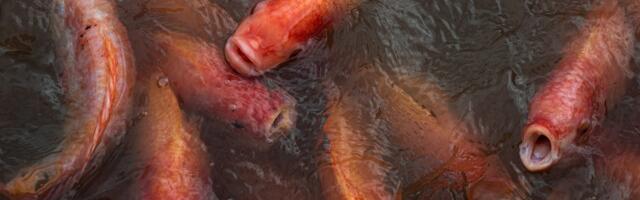 Fish farming was supposed to be sustainable. But there’s a giant catch.