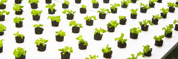 Bowery Farming adds executives as it expands to sell produce in 650 stores