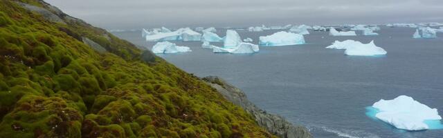 Antarctica Isn’t Supposed to Be This Green